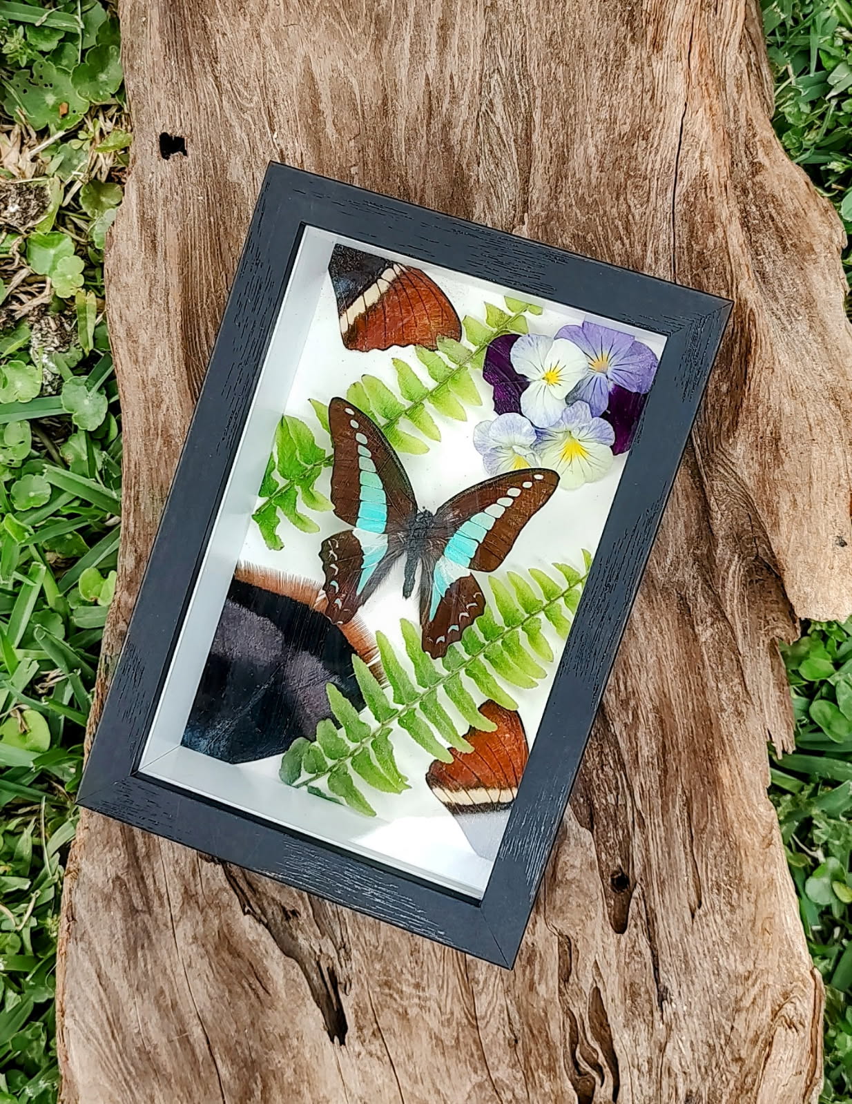 September Butterfly Pinning Workshop