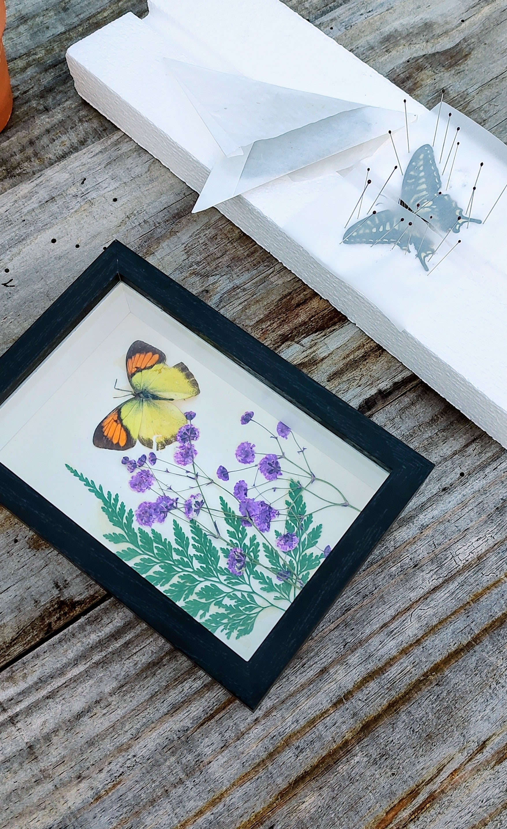 September Butterfly Pinning Workshop