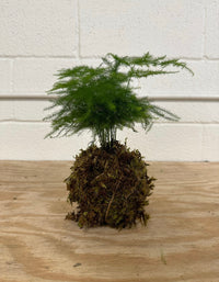 Kokedama Mini Workshop