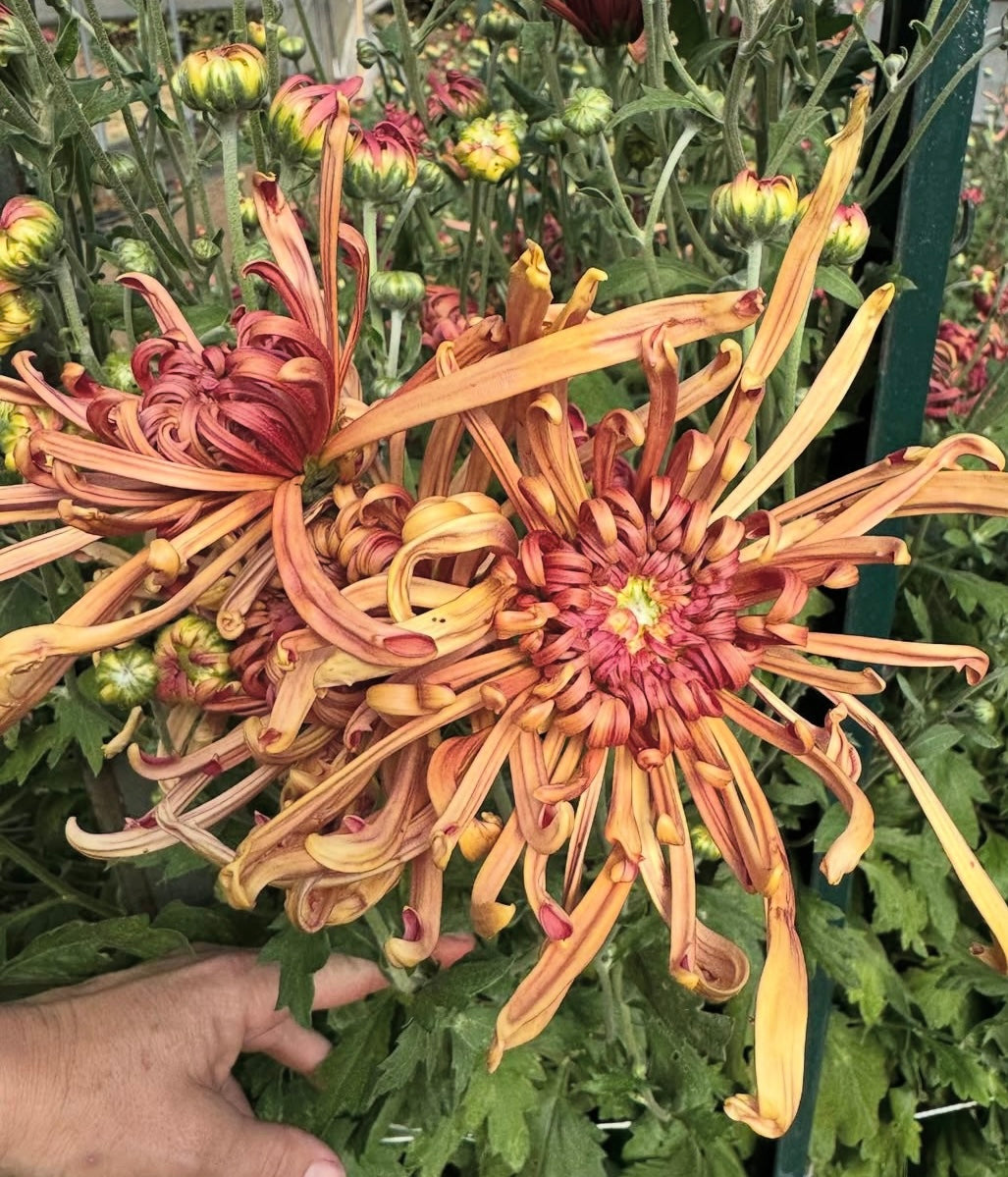 Thanksgiving Bouquet