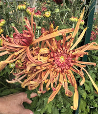 Thanksgiving Bouquet