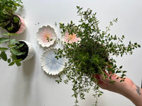 May Planted Herbs and Flower Prints