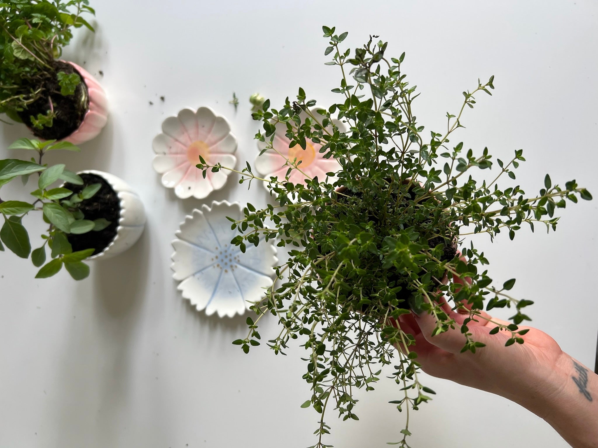 May Planted Herbs and Flower Prints