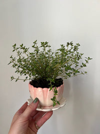 May Planted Herbs and Flower Prints