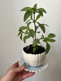 May Planted Herbs and Flower Prints