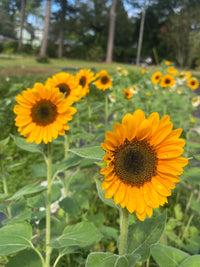 Sunflower Seeds
