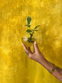 Hanging Glass Propagation Vases