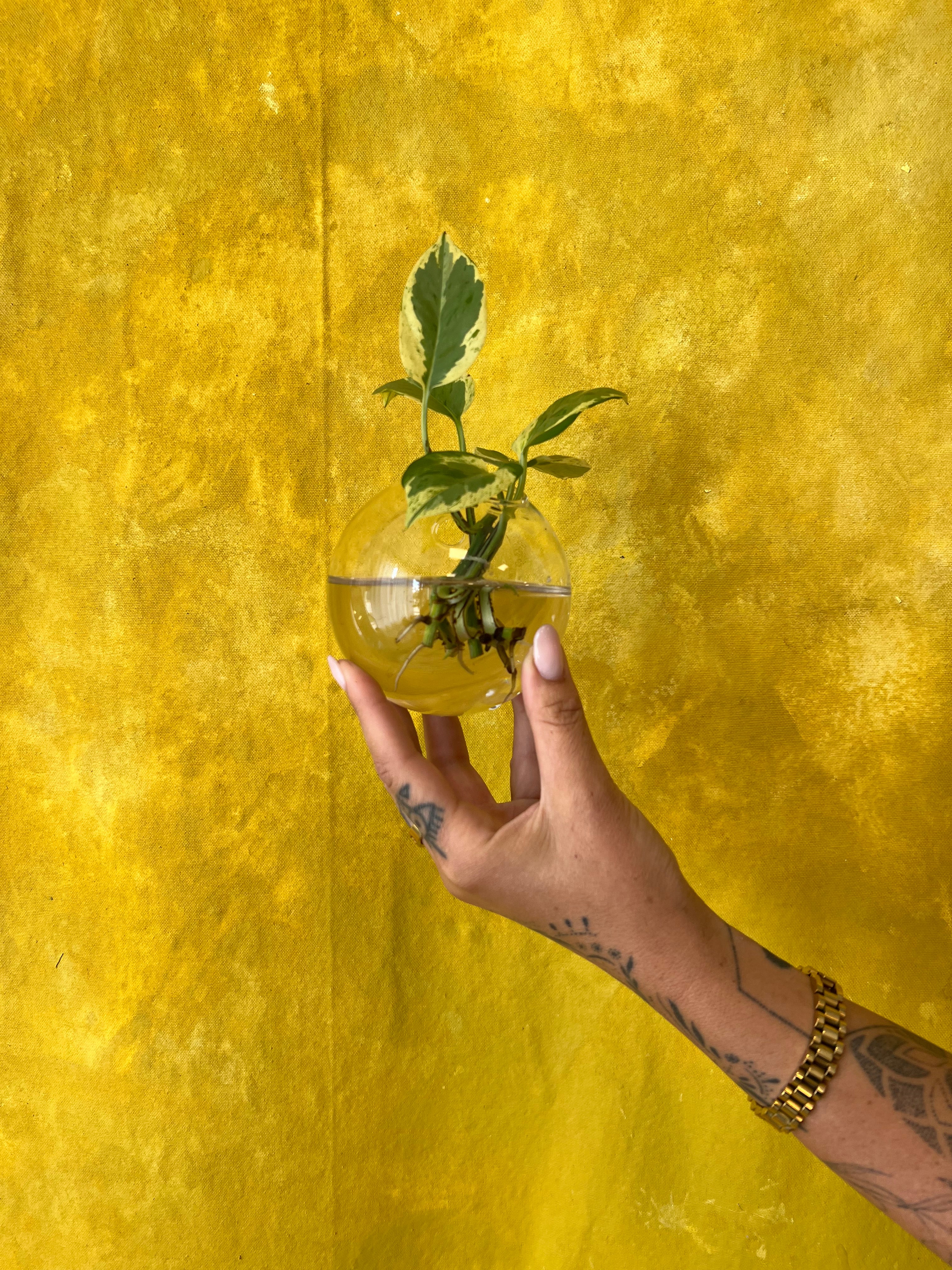 Hanging Glass Propagation Vases