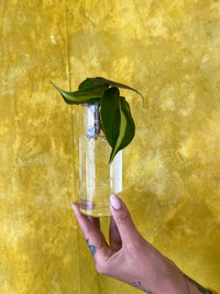 Hanging Glass Propagation Vases
