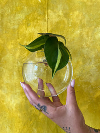 Hanging Glass Propagation Vases