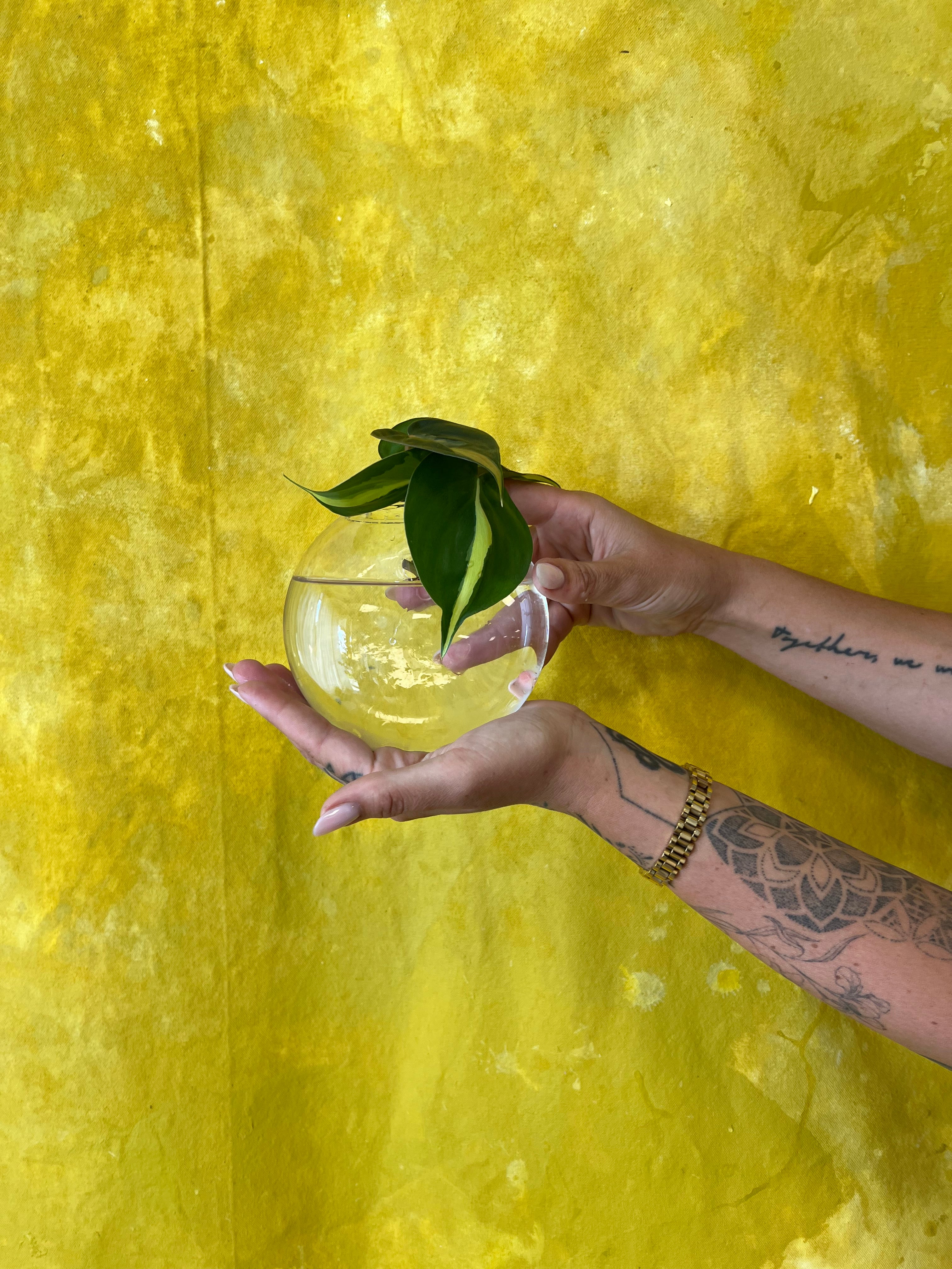 Hanging Glass Propagation Vases